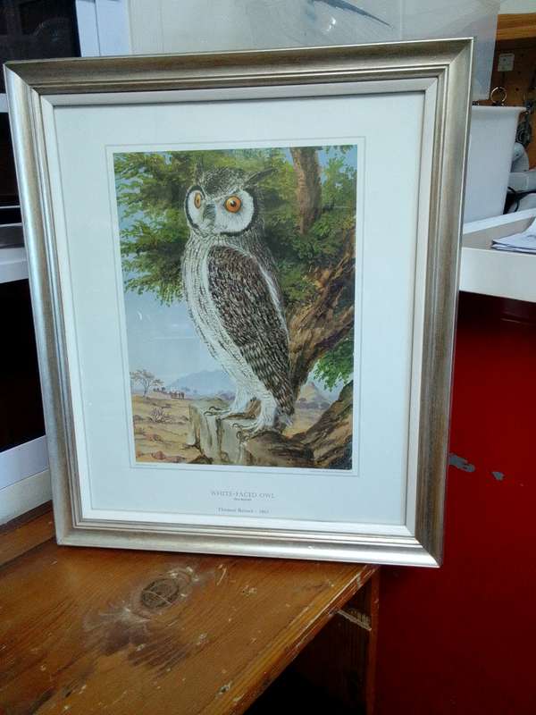 Stunning Thomas Baines 1864 Print- White Faced Owl- Otus Leucotis - In A Beautiful Frame