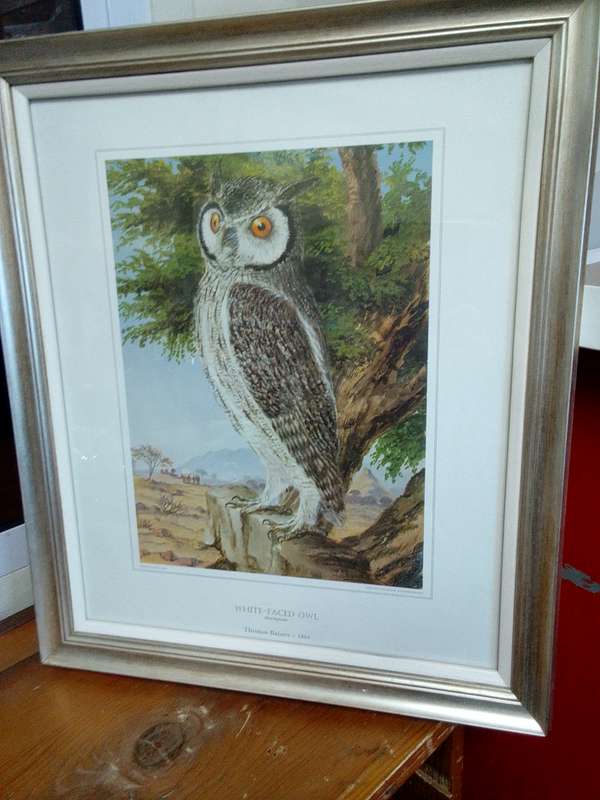 Stunning Thomas Baines 1864 Print- White Faced Owl- Otus Leucotis - In A Beautiful Frame