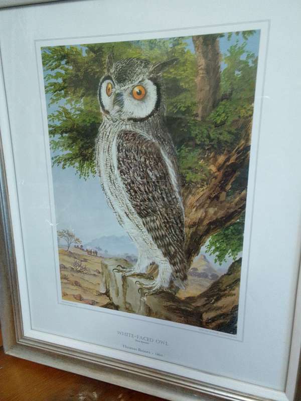Stunning Thomas Baines 1864 Print- White Faced Owl- Otus Leucotis - In A Beautiful Frame