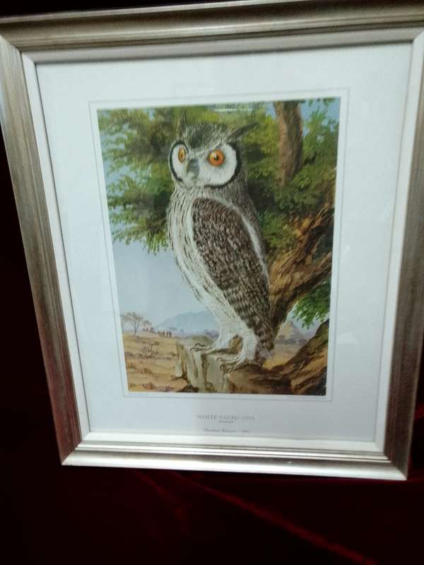 Stunning Thomas Baines 1864 Print- White Faced Owl- Otus Leucotis - In A Beautiful Frame