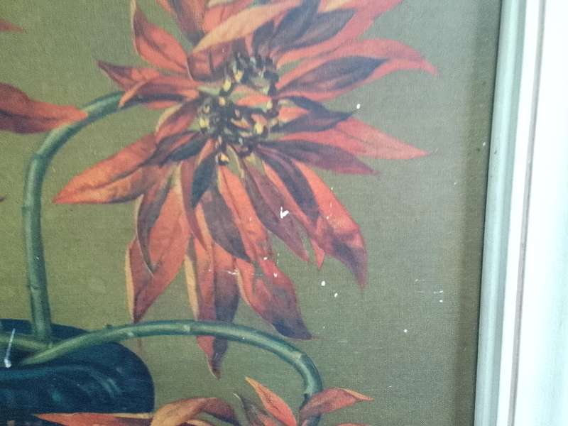 Beautiful 1951 Print Of International Artist Vladimur Trenchikoff 1913-2006 -Poinsettias  - See Desp