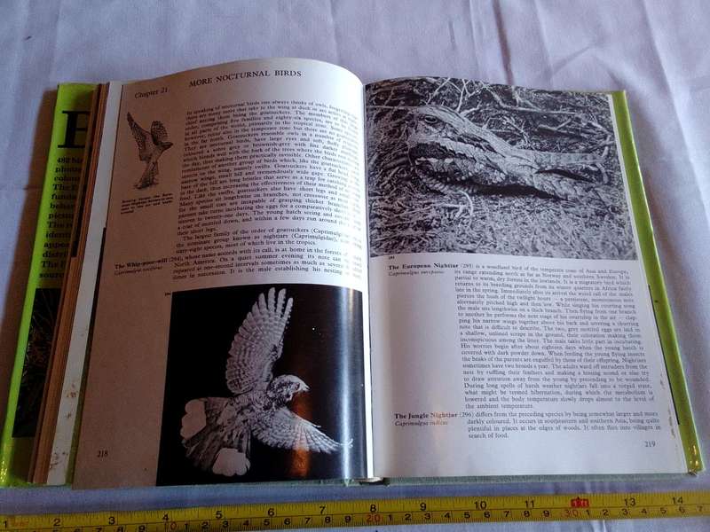 The Illustrated Encyclopedia Of Bird By Dr Jan Hanzak And Dr Jiri Formanek - Good Condition