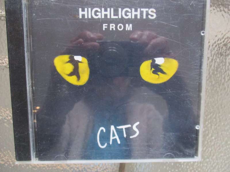 highlights from cats