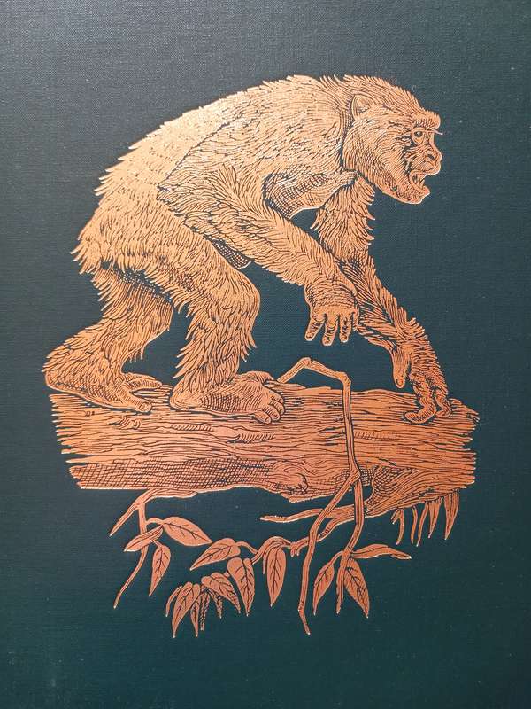 The Great Apes - Between Two Worlds