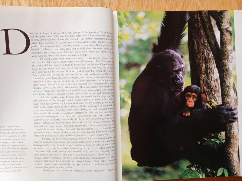 The Great Apes - Between Two Worlds
