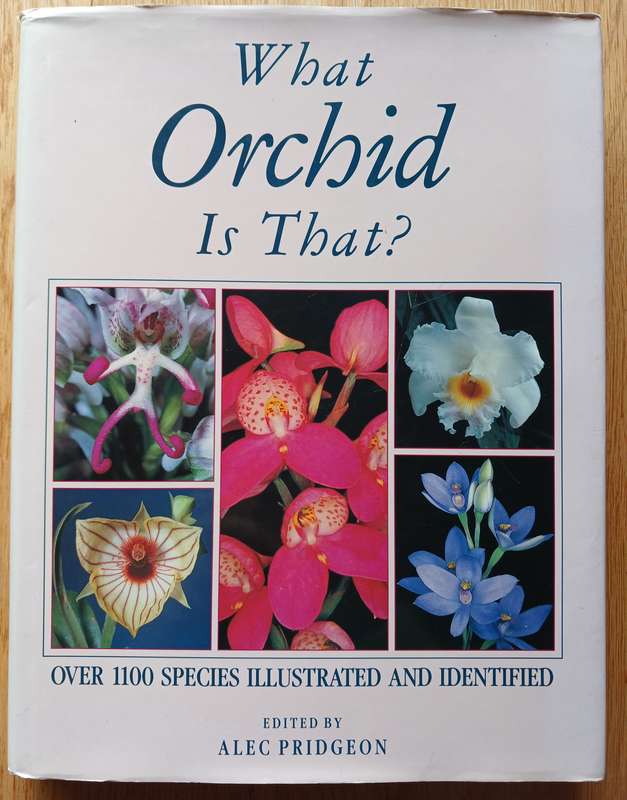 What Orchid is that?