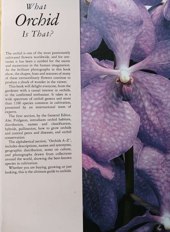 What Orchid is that?