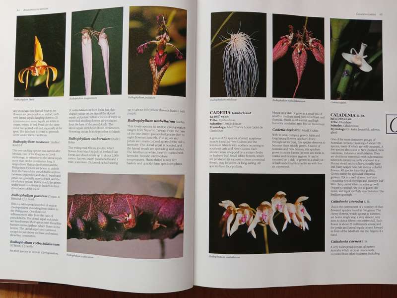 What Orchid is that?