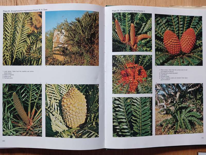 Cycads of South Africa