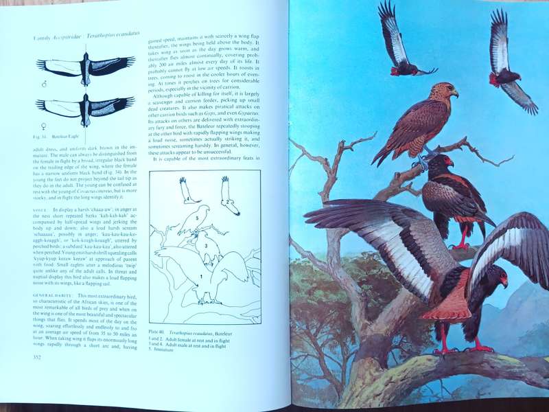Eagles, Hawks & Falcons of the World by Leslie Brown & Dean Amadon