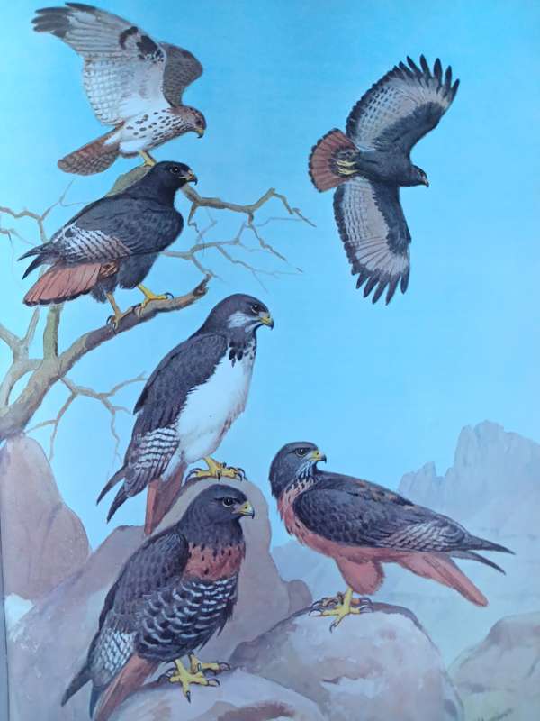 Eagles, Hawks & Falcons of the World by Leslie Brown & Dean Amadon
