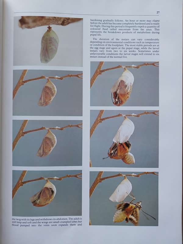 The Charaxinae Butterflies of Africa by Stephen Frank Henning