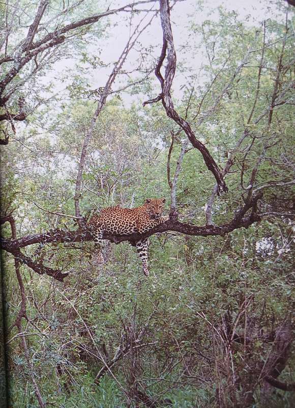Leopard by Gerald Hinde