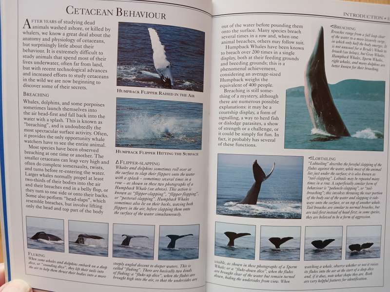 Whales, Dolphins and Porpoises - The visual guide to all the world's cetaceans by Mark Carwardine