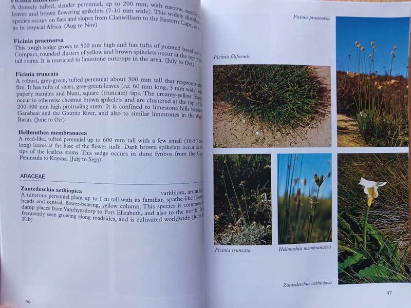 South African Wild Flower Guide 8 - Southern Overberg