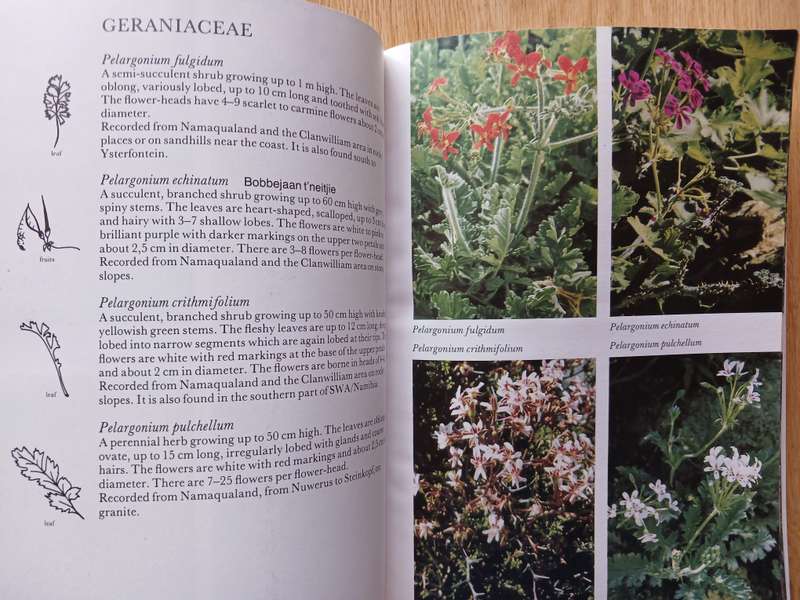 Namaqualand and Clanwilliam - South African Wild Flower Guide 1