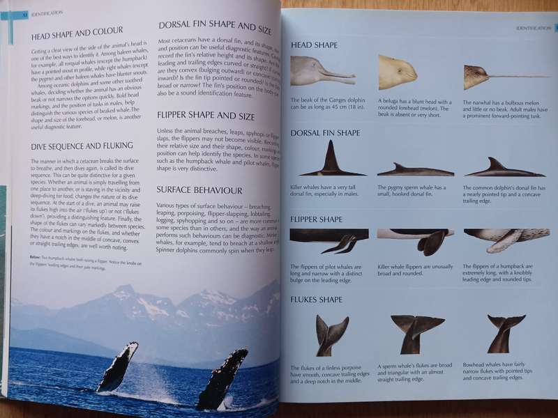 Whalewatcher - A global guide to watching whales, dolphins and porpoises in the wild by Trevor Day