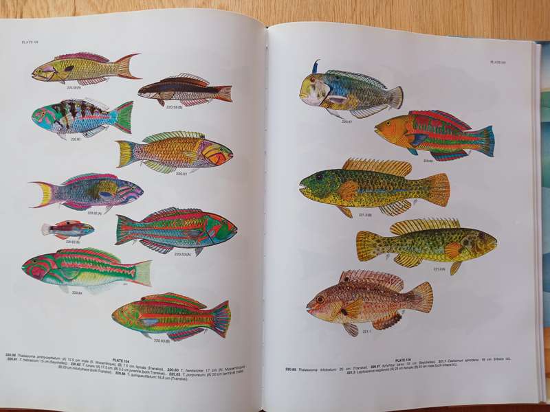 Smiths' Sea FIshes - Edited by Margaret M. Smith and Phillip C. Heemstra