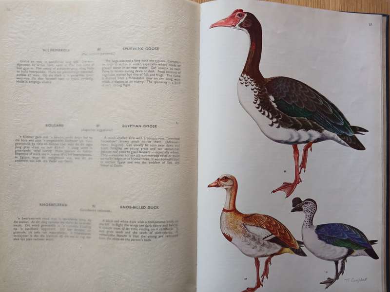Birds of the Kruger and other National Parks: Stevenson Hamilton Edition