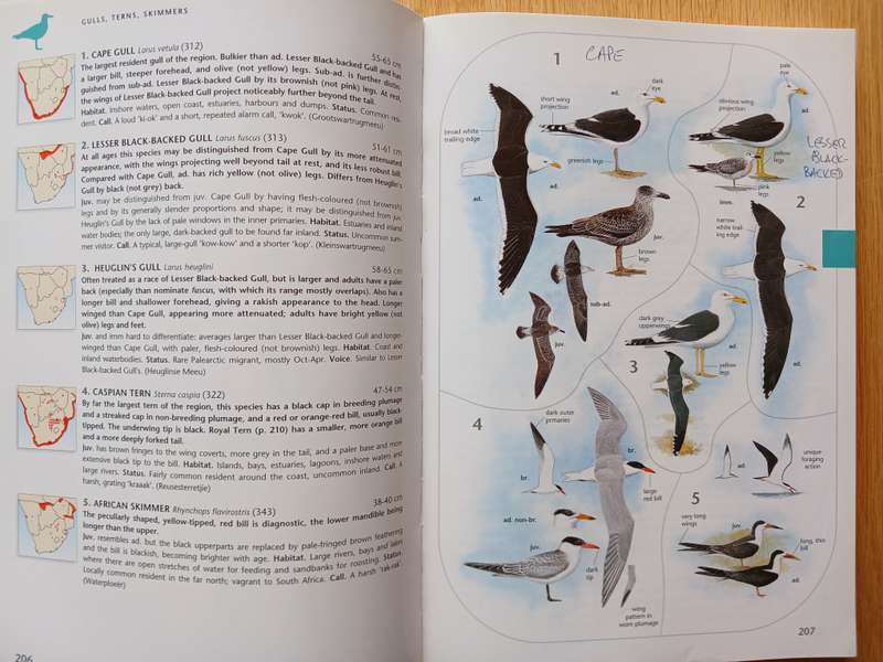 The Larger Illustrated Guide to Birds of Southern Africa by Ian Sinclair & Phil Hockey