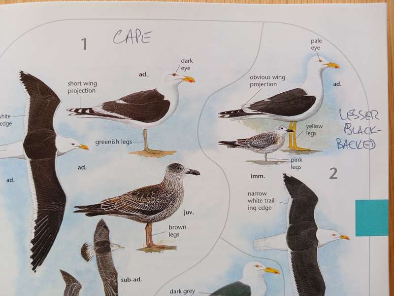 The Larger Illustrated Guide to Birds of Southern Africa by Ian Sinclair & Phil Hockey