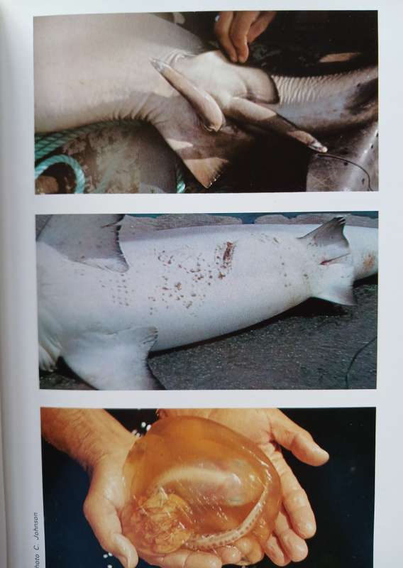 Sharks of tropical and temperate seas by R.H. Johnson
