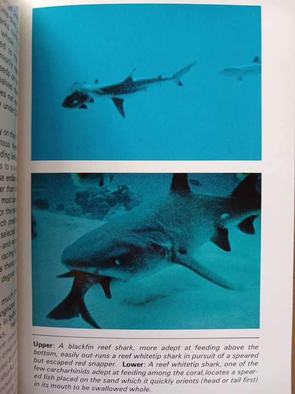 Sharks of tropical and temperate seas by R.H. Johnson