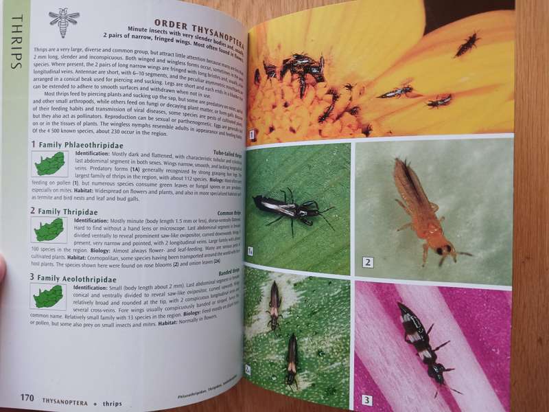 Field Guide to Insects of South Africa