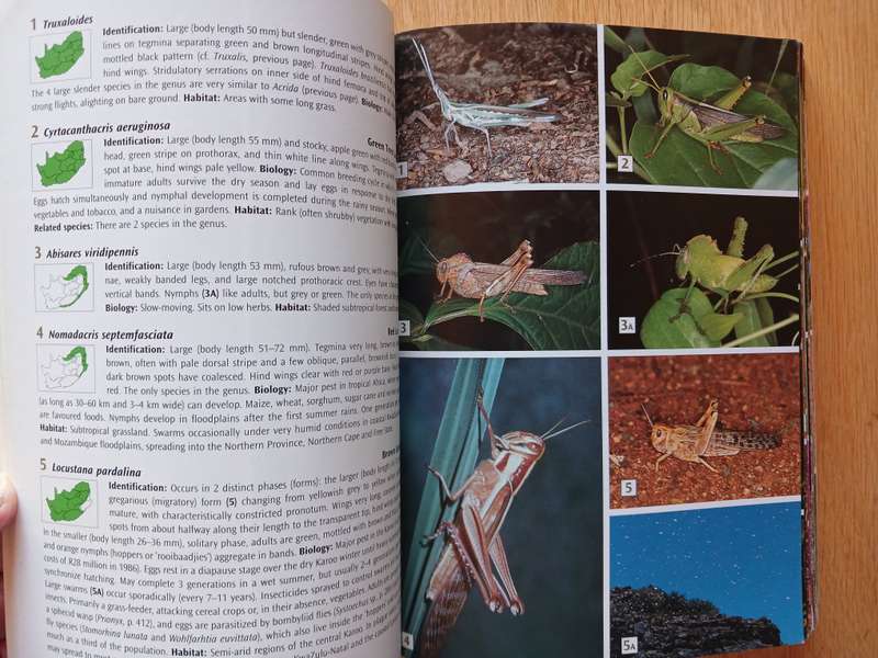 Field Guide to Insects of South Africa