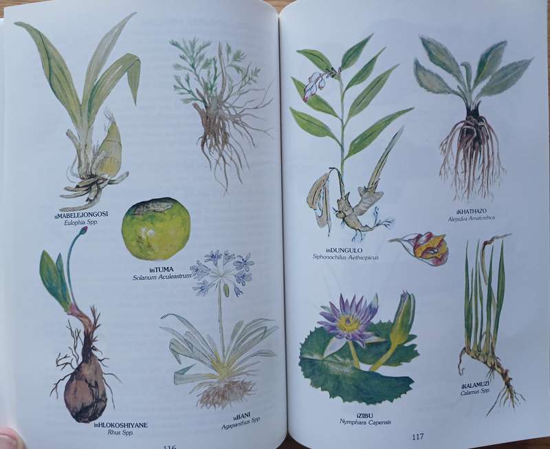 The Herbalist Handbook - African Flora Medicinal Plants