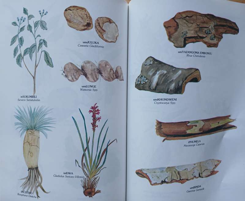 The Herbalist Handbook - African Flora Medicinal Plants