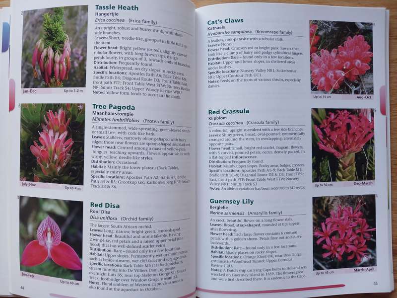 Common Wild Flowers of Table Mountain