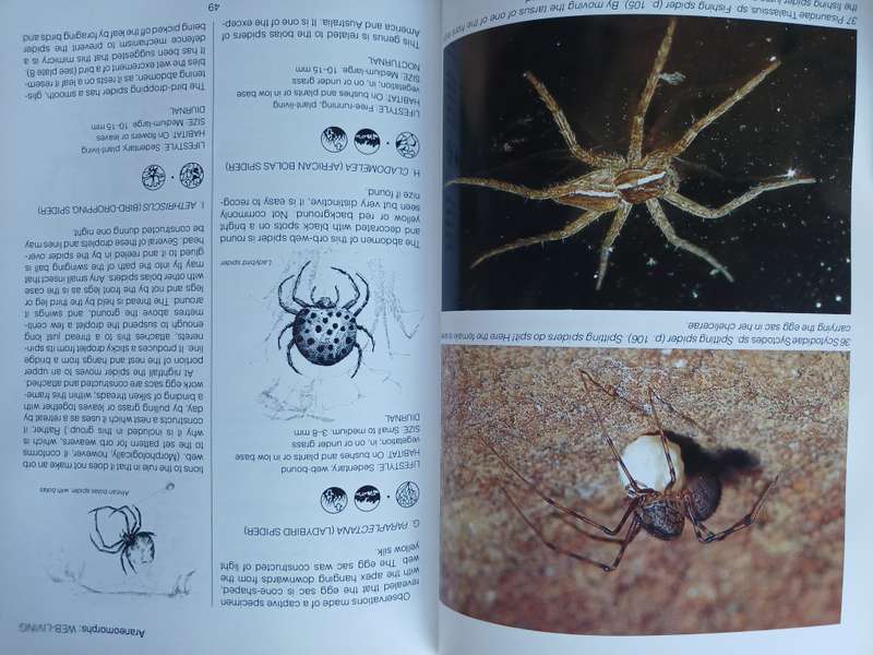 Southern African Spiders - An Indentification Guide