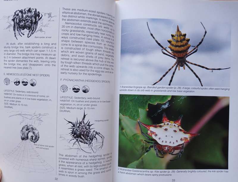 Southern African Spiders - An Indentification Guide