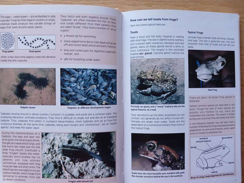 Common Amphibians and Reptiles of Botswana