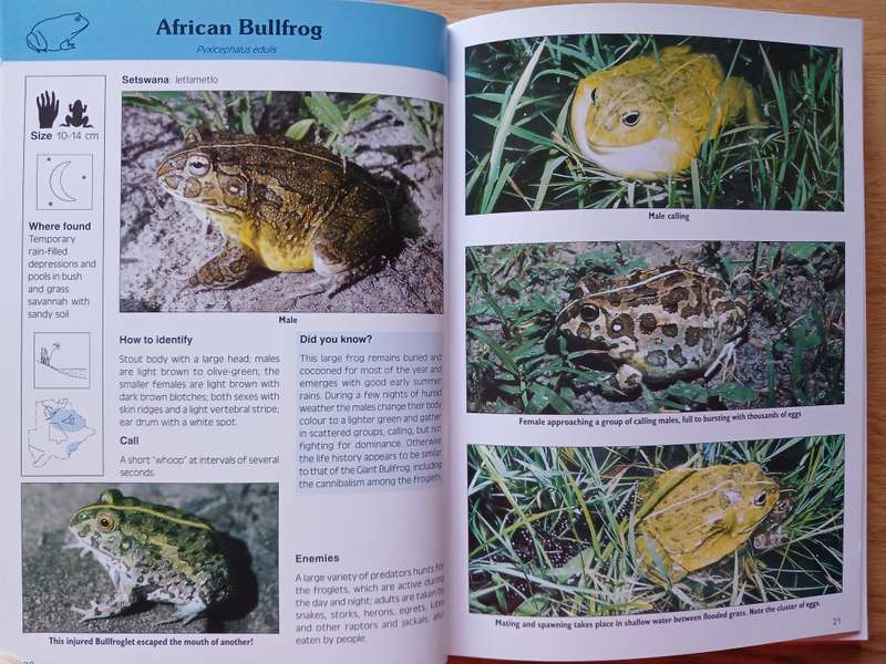 Common Amphibians and Reptiles of Botswana