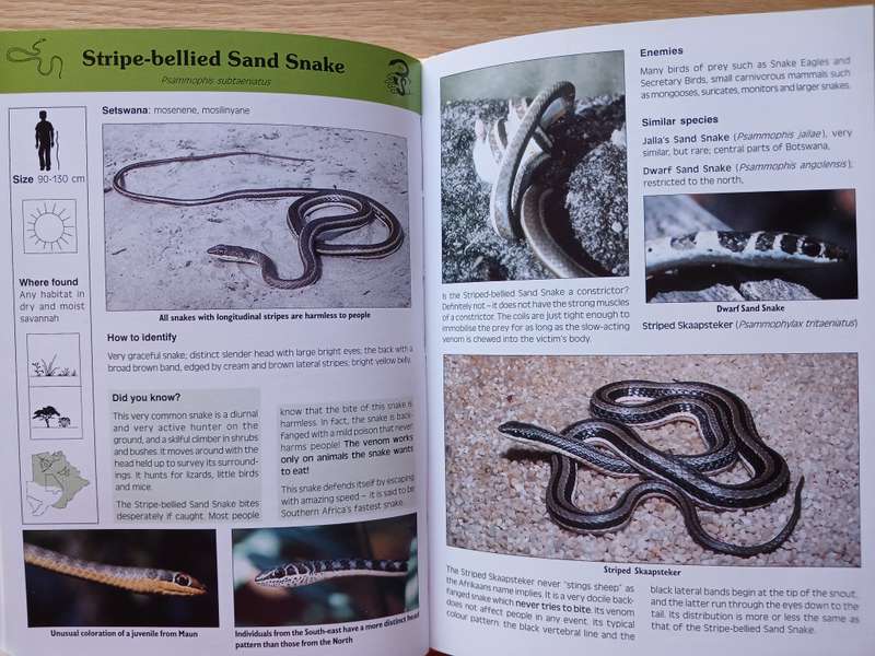 Common Amphibians and Reptiles of Botswana