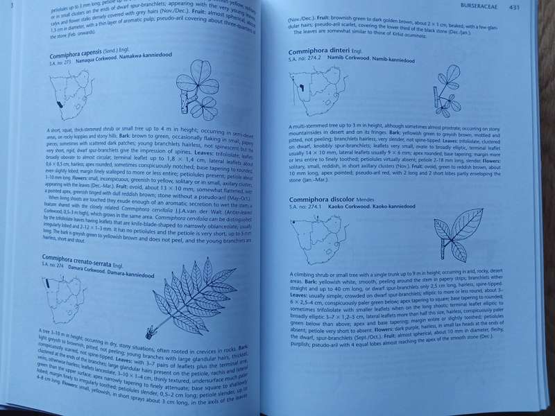 Trees of Southern Africa - New Edition Revised and Updated by Meg Coates Palgrave