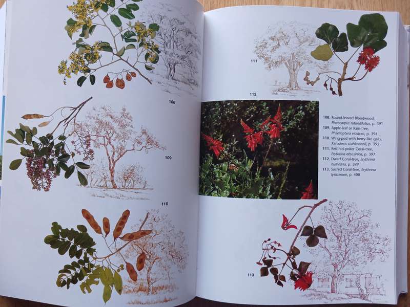 Trees of Southern Africa - New Edition Revised and Updated by Meg Coates Palgrave