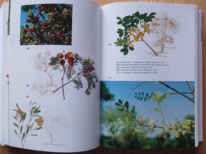 Trees of Southern Africa - New Edition Revised and Updated by Meg Coates Palgrave