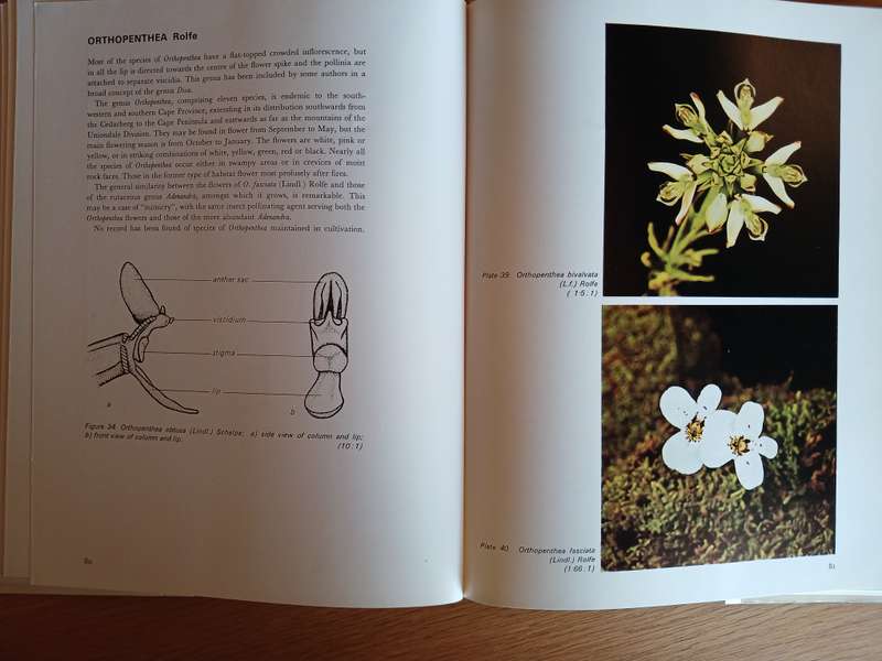An Introduction to the South African Orchids