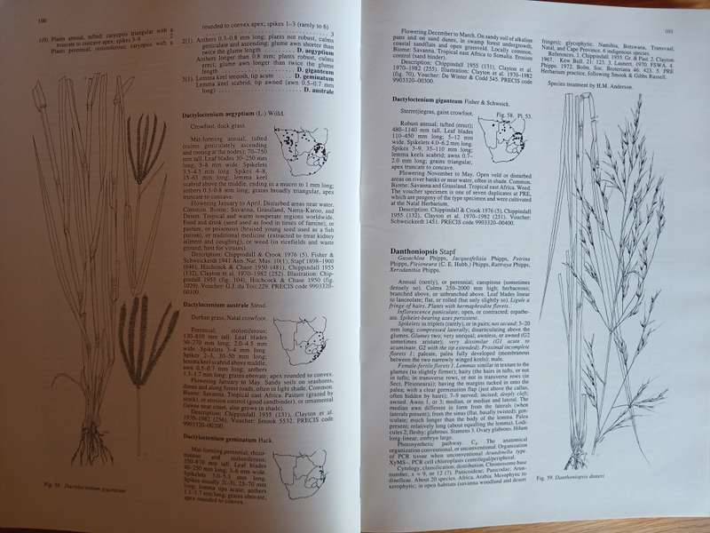 Grasses of southern Africa