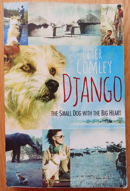 Django - The small dog with the big heart