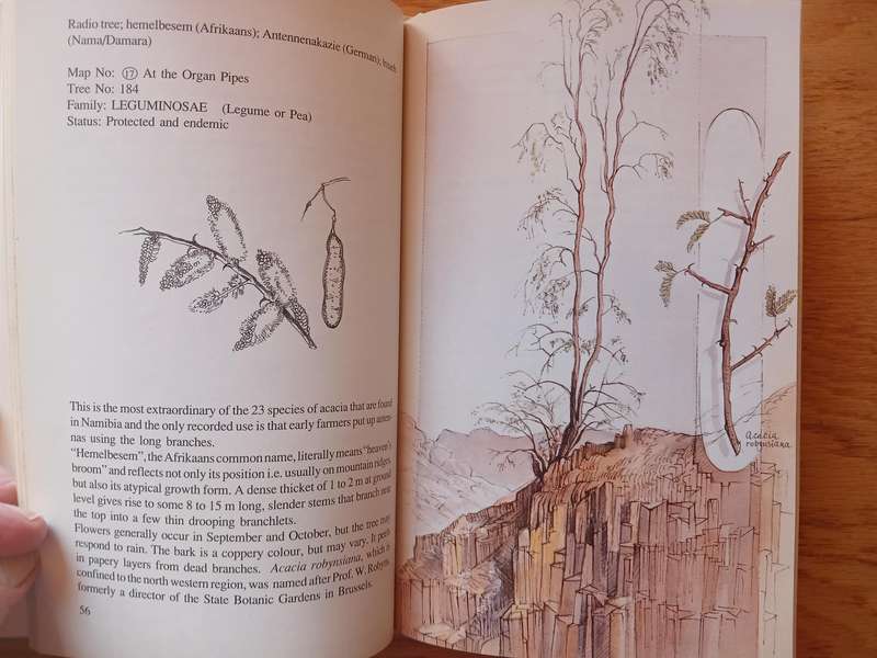 Damaraland Flora - Spitzkoppe, Brandberg, Twyfelfontein