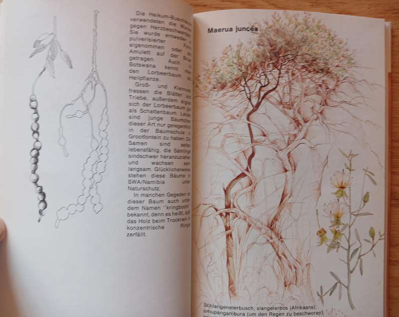 Waterberg Flora - Wanderwege im Touristenlager