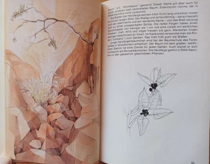 Waterberg Flora - Wanderwege im Touristenlager
