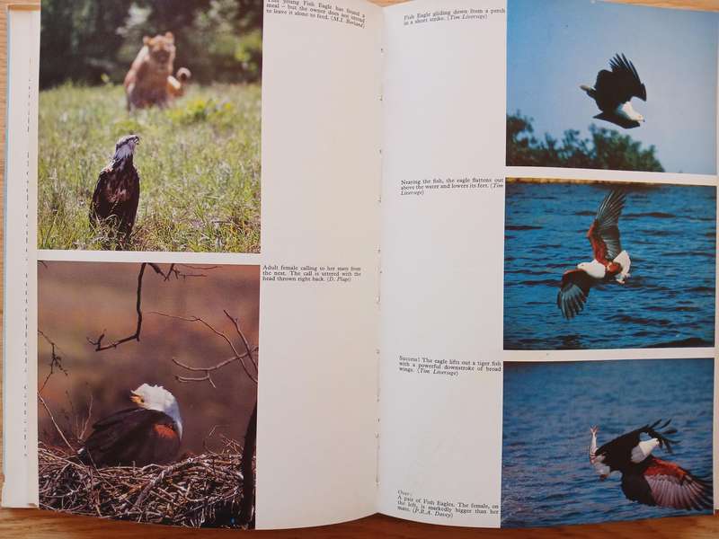 The African Fish Eagle