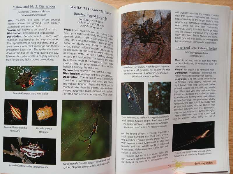 Spiders of Southern Africa