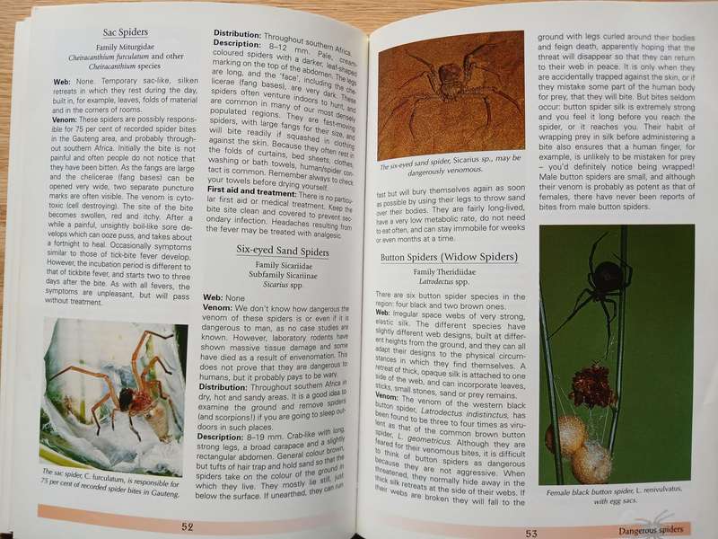 Spiders of Southern Africa