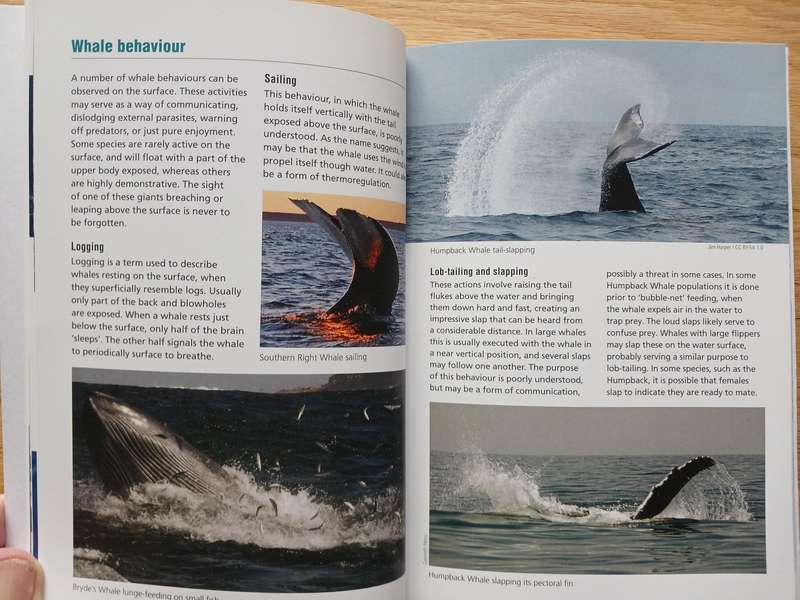 Marine Mammals - A guide to the whales, dolphins and seals of southern Africa and the Southern Ocean
